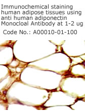 immunohistochemistry staining adiponectin on human adipose tissues using anti-adiponectin monoclonal antibody (A00010-01-100)