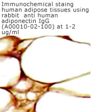 anti-adiponectin antibody form immunohistochemistry