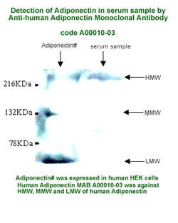 anti-human adiponectin monoclonal antibody for western blot analysis