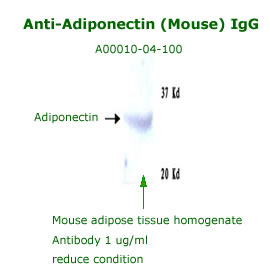 anti mouse adiponectin IgG for western blot analysis