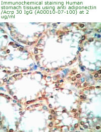 anti human adiponectin IgG enable to stain human stomach tissues