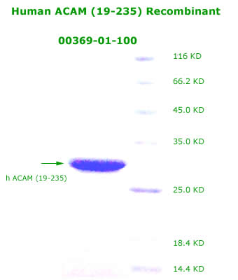 human ASAM recombinant