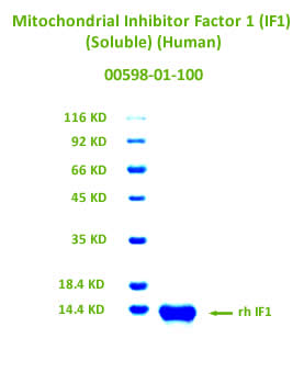 human soluble ATPIF1