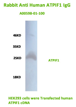 western blot analysis of ATPIF1 using anti human atpif1 IgG
