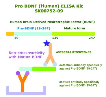 pro bdnf (19-247) elisa kit from aviscera bioscience