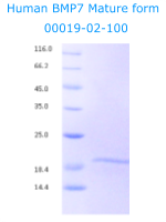 human BMP7 recombinant