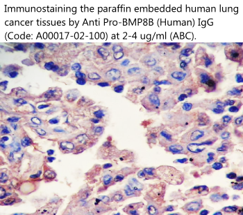 anti human BMP8B pro antibody from aviscera bioscience