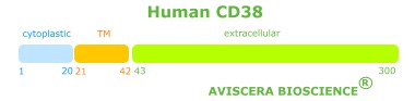 human soluble CD38 from aviscera bioscience