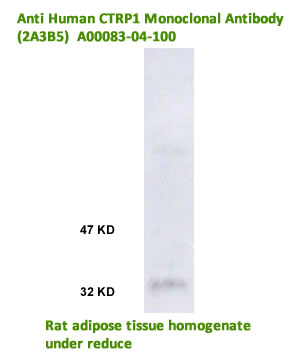ctrp1 gene expression using anti ctrp1 monoclonal antiobdy on western blot