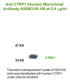 western blot testing by monoclonal antibody