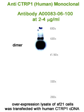 testing human CTRP1 gene expression by monoclonal antibody