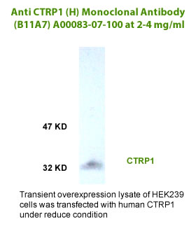 monoclonal antibody for western blot