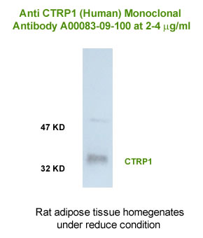 human CTRP1 western blot testing by anti human ctrp1 monoclonal antibody