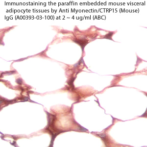 anti mouse myonectin ctrp15 antibody enables to detect myonectin on immunostaing from aviscera bioscience
