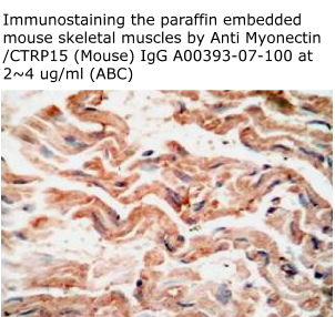 anti ctrp15 IgG for immunostaining