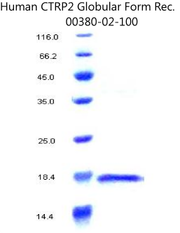 human ctrp2 recombinant