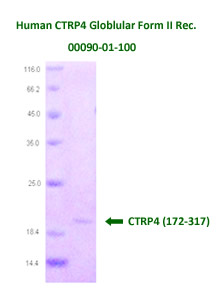 human CTRP4 recombinant
