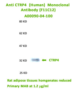 anti human ctrp4 monoclonal antibody was validated by western blot on rat adipose tissues