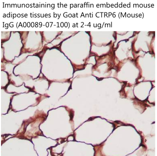 goat anti mouse ctrp6 IgG from aviscera bioscience