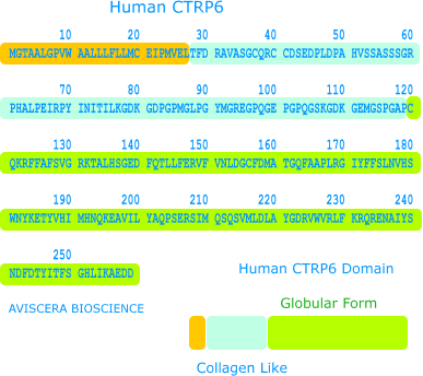 human ctrp6 protein