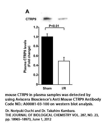 anti mouse ctrp9 antibody works well on mouse plasma samples