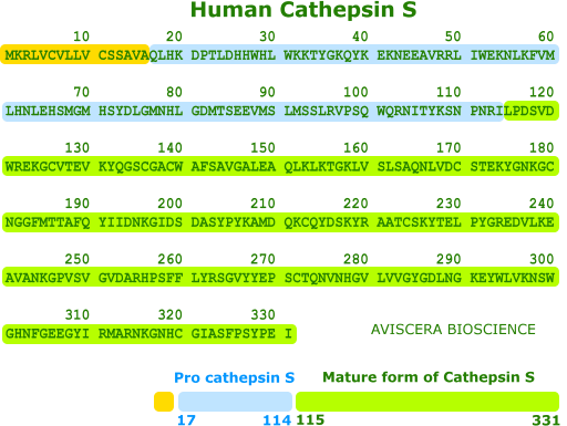 Human Cathepsin is a new cardiovascular biomarker