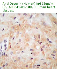 anti human decorin antibody