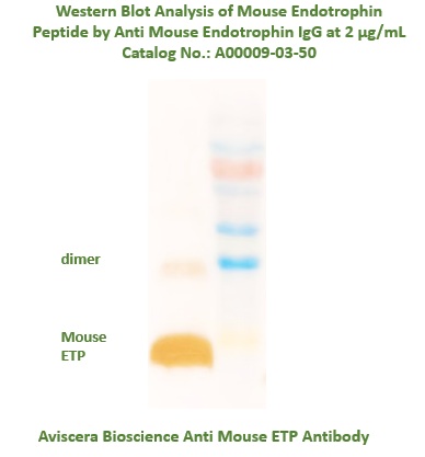 Anti Mouse Endotrophin Purified IgG