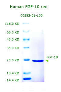 human fgf10 recombinant