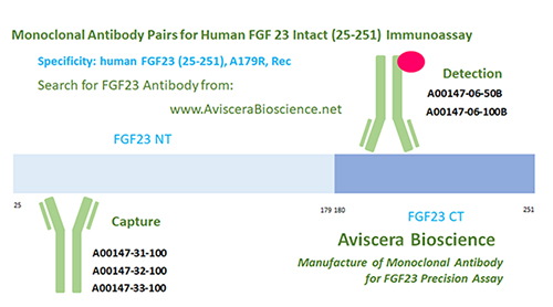 FGF23 Intact Monoclonal Antibody
