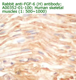 anti human FGF6 antibody for IHC
