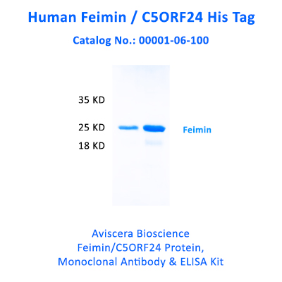 New human Feimin C5ORF24 Recombinant