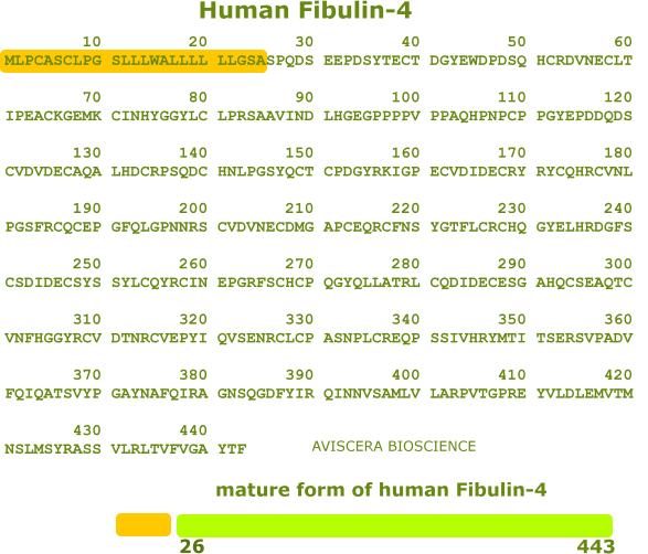 human fibulin-4 recombinant