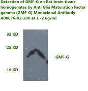 anti human GMF gamma monoclonal antibody
