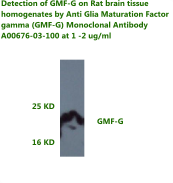 anti human GMF gamma monoclonal antibody