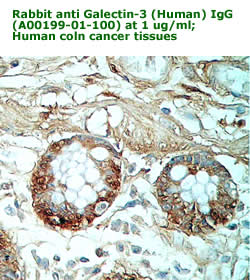 anti galectin antibody A00199-01-100 for immunohistochemistry