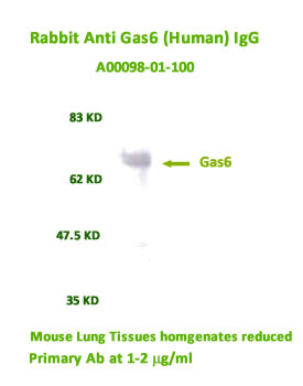 anti GAS-6 antibody for western blot