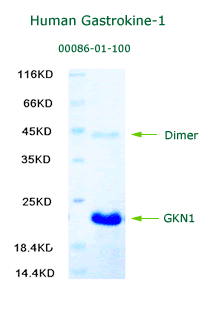 human gastrokine 1 recombinant is available in www.aviscerabioscience.com