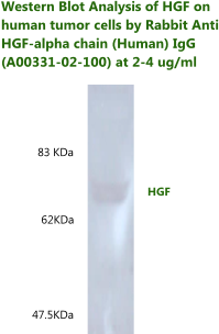 anti HGF alpha china IgG