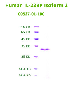 human IL-22BP recombinant
