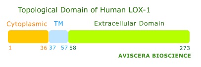 human lox-1 doamin 