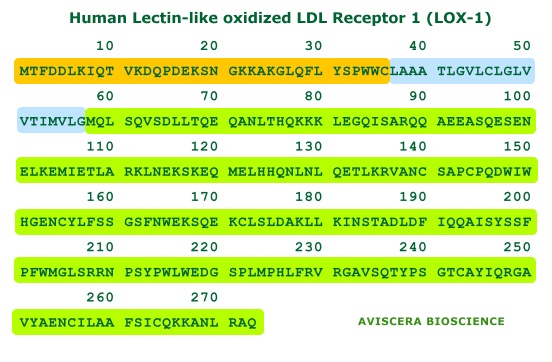human sLOX-1 sequence
