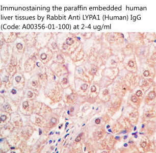 anti human LYPA1 antibody A00356-01-100 from aviscera bioscience enables to immunostain human liver tissues