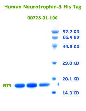 high purity human NT-3 recombinant