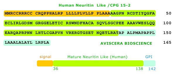 human neuritin like protein from aviscera bioscience