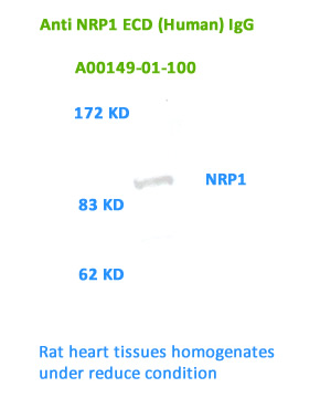anti human nrp1 antibody for western blot