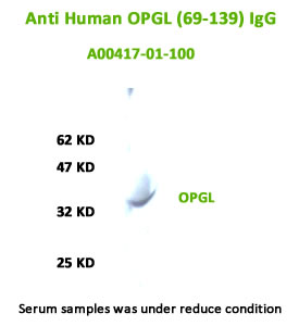 antibody for OPGL western blot