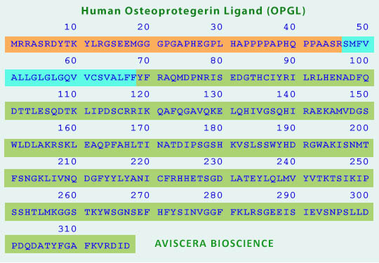 human opgl amino acid sequence