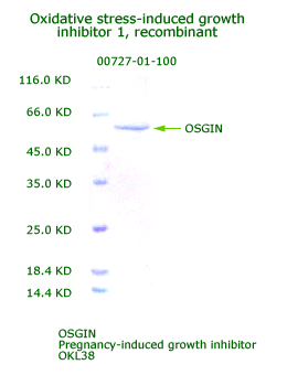 human osgin1 recombinant 00727-01-100