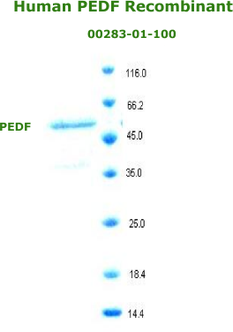 human PEDF recombinant